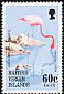 American Flamingo Phoenicopterus ruber  1995 Flamingos in Anegada 
