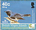 Black-throated Blue Warbler Setophaga caerulescens  2005 Birdlife International Sheet