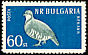 Rock Partridge Alectoris graeca  1959 Birds 