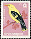 Eurasian Golden Oriole Oriolus oriolus  1965 Birds 