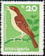 Common Nightingale Luscinia megarhynchos  1965 Birds 