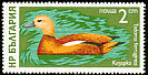 Ruddy Shelduck Tadorna ferruginea  1976 Waterfowl 