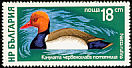 Red-crested Pochard Netta rufina  1976 Waterfowl 