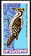 Eurasian Three-toed Woodpecker Picoides tridactylus  1978 Woodpeckers 
