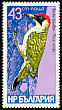 European Green Woodpecker Picus viridis  1978 Woodpeckers 