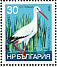 White Stork Ciconia ciconia