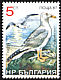 Yellow-legged Gull Larus michahellis  1988 Birds 