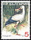 White Stork Ciconia ciconia