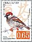 Spanish Sparrow Passer hispaniolensis  2017 Sparrows Sheet