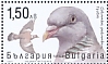 Common Wood Pigeon Columba palumbus  2021 Game birds 