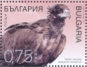 Cinereous Vulture Aegypius monachus  2023 Vulture  MS