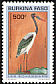 Saddle-billed Stork Ephippiorhynchus senegalensis  1993 Birds 