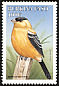 American Goldfinch Spinus tristis  1998 Birds 