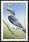 Red-legged Thrush Turdus plumbeus  1998 Birds 