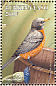 American Robin Turdus migratorius  1998 Birds Sheet