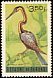 African Darter Anhinga rufa  1965 Birds 