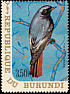 Black Redstart Phoenicurus ochruros  1970 Birds 