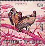 White-backed Vulture Gyps africanus  1971 African animals 