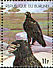 Verreaux's Eagle Aquila verreauxii  1977 African animals 
