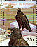 Verreaux's Eagle Aquila verreauxii  1977 African animals, new face values 