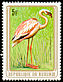Lesser Flamingo Phoeniconaias minor  1979 Birds 