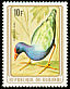 African Swamphen Porphyrio madagascariensis  1979 Birds 