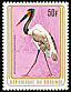 Saddle-billed Stork Ephippiorhynchus senegalensis  1979 Birds 