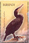 Great Cormorant Phalacrocorax carbo