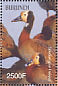 White-faced Whistling Duck Dendrocygna viduata  2004 Birds of Africa  MS