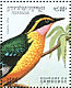 African Pitta Pitta angolensis  1994 Birds  MS