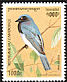 Blue-and-white Flycatcher Cyanoptila cyanomelana  1996 Birds 