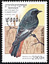 Black Redstart Phoenicurus ochruros  1997 Birds 