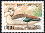 Egyptian Goose Alopochen aegyptiaca  1997 Ducks 