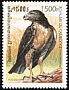 Red-tailed Hawk Buteo jamaicensis  1999 Birds of prey 
