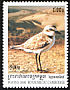 Kentish Plover Charadrius alexandrinus  2000 Seabirds 