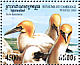 Northern Gannet Morus bassanus  2000 Seabirds  MS