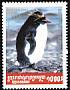 Southern Rockhopper Penguin Eudyptes chrysocome  2001 Penguins 
