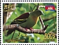 Ashy-headed Green Pigeon Treron phayrei  2020 Birds 