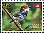 Cambodian Tailorbird Orthotomus chaktomuk  2020 Birds 