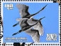 Little Egret Egretta garzetta