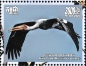 Painted Stork Mycteria leucocephala