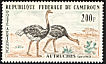 Common Ostrich Struthio camelus