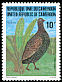 Mount Cameroon Spurfowl Pternistis camerunensis  1982 Birds 