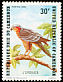 Rufous-breasted Sparrowhawk Accipiter rufiventris  1983 Birds 
