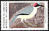 Grey-necked Rockfowl Picathartes oreas  1991 Birds 