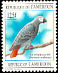 Grey Parrot Psittacus erithacus