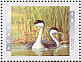 Western Grebe Aechmophorus occidentalis