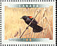 Red-winged Blackbird Agelaius phoeniceus