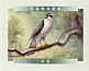 Northern Goshawk Accipiter gentilis  1999 Birds of Canada Booklet, sa