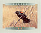 Red-winged Blackbird Agelaius phoeniceus  1999 Birds of Canada Booklet, sa